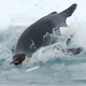 Illustration for article titled How do emperor penguins survive underwater long after their oxygen should be depleted?